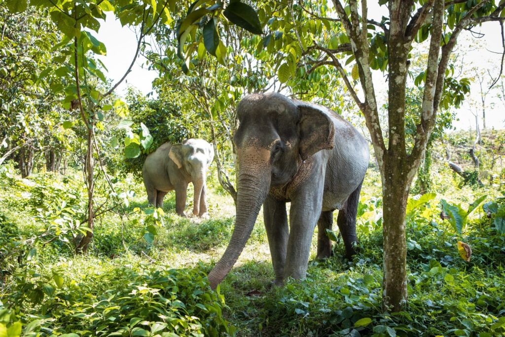 Phuket Elephant Sanctuary The Zero